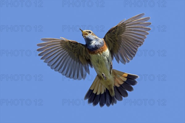 White-spotted bluethroat