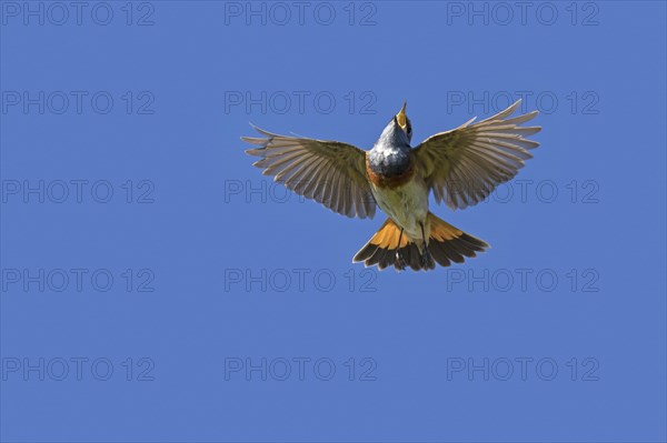 White-spotted bluethroat