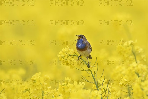 White-spotted bluethroat