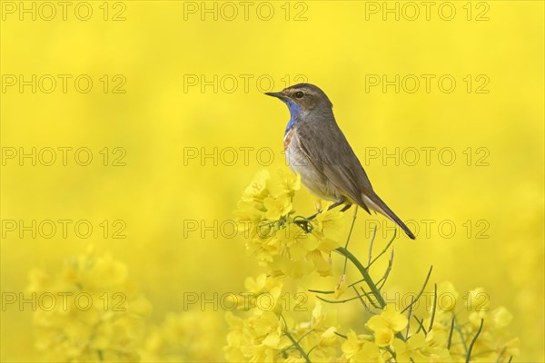 White-spotted bluethroat