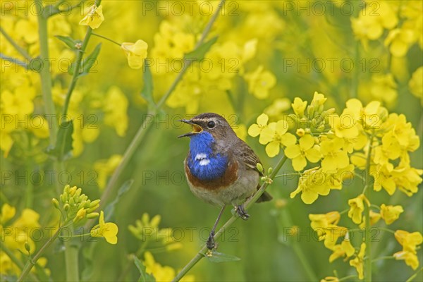 White-spotted bluethroat