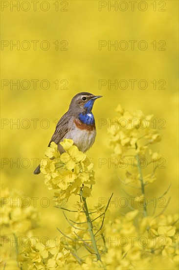 White-spotted bluethroat