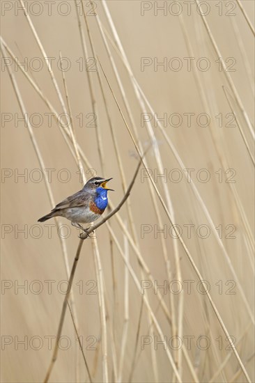 White-spotted bluethroat