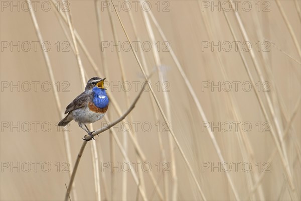 White-spotted bluethroat