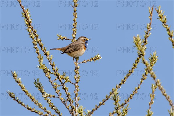 White-spotted bluethroat