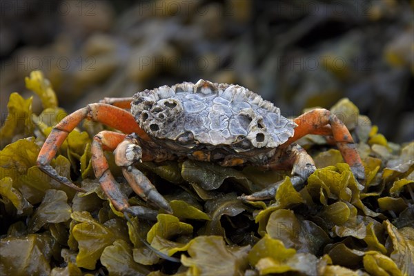 European shore crab