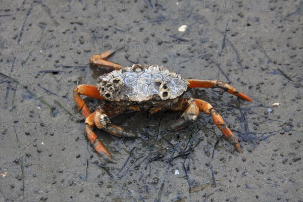 European shore crab
