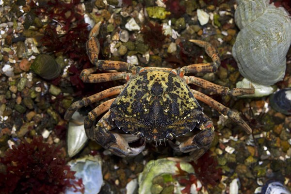 European shore crab