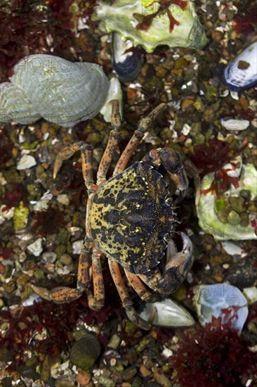 European shore crab