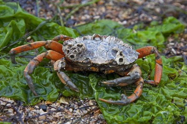 European shore crab