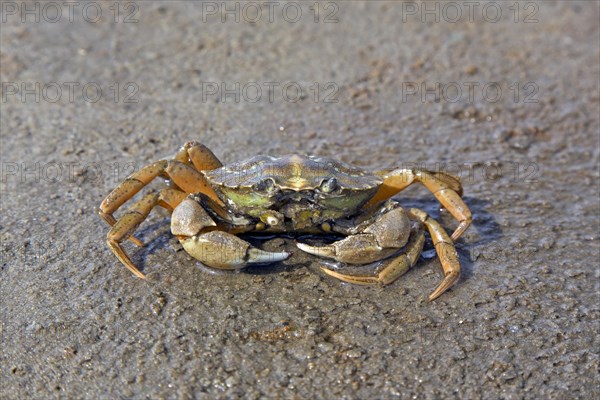 Green shore crab