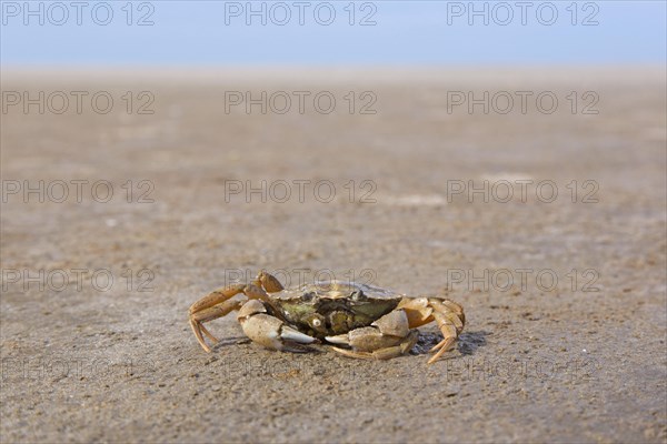 Green shore crab