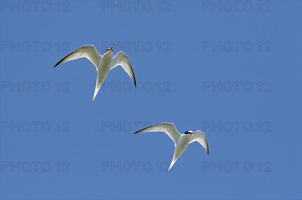 Two adult little terns