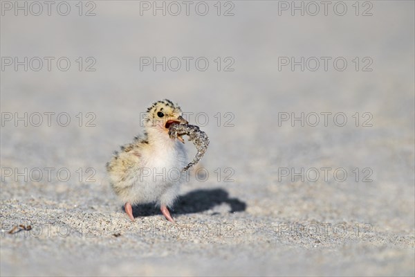 Cute little tern