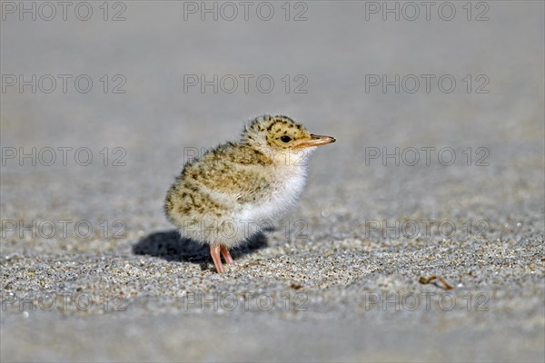 Cute little tern