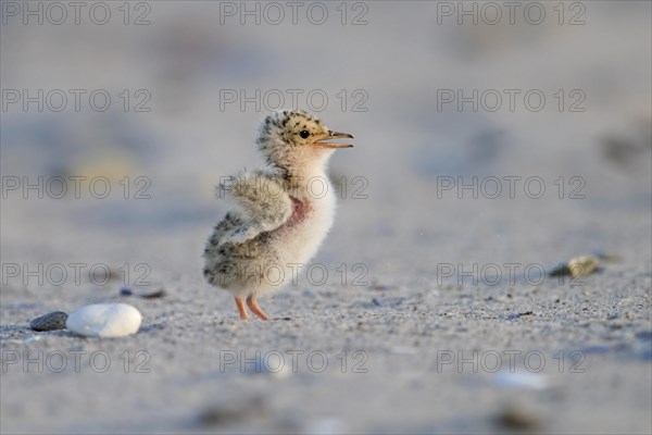 Cute little tern