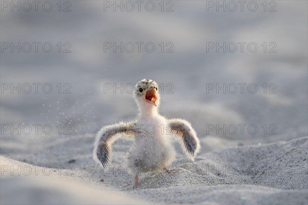 Cute little tern