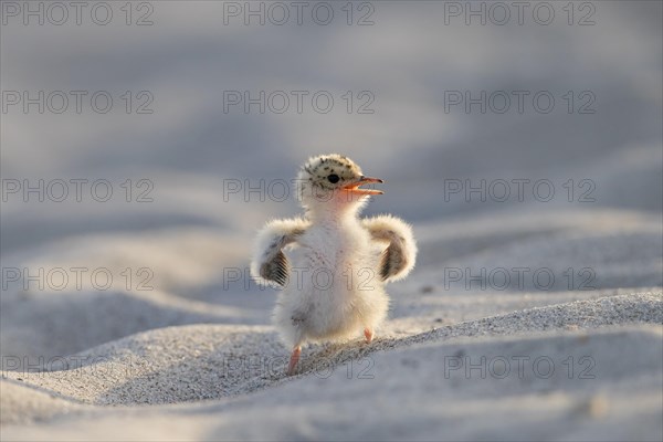 Cute little tern