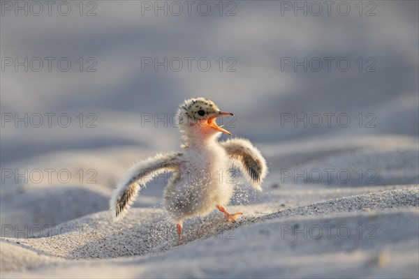 Cute little tern