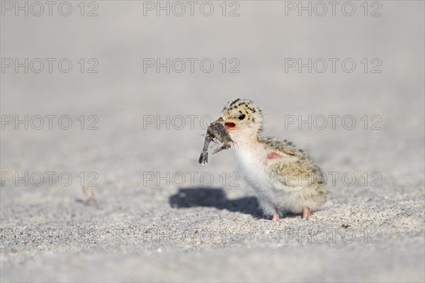 Cute little tern