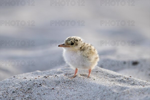 Cute little tern