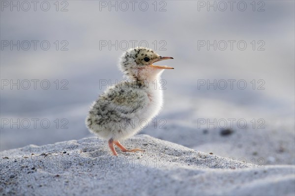 Cute little tern