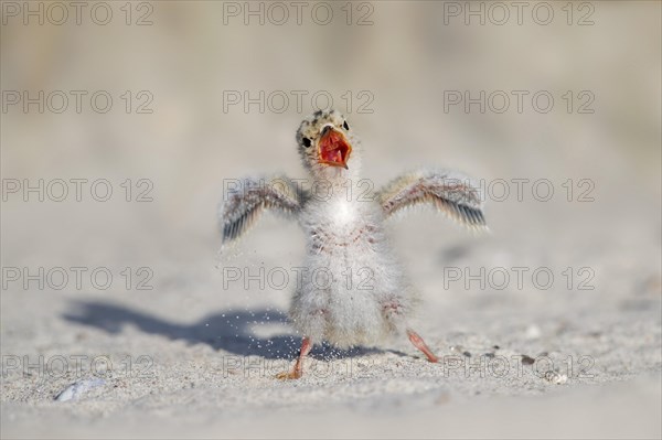 Cute little tern