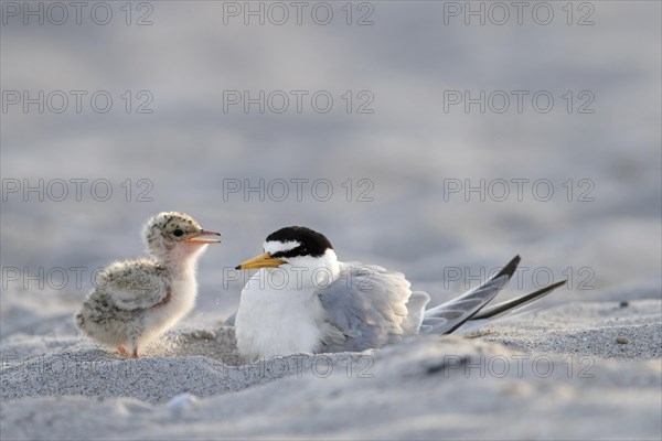 Little tern