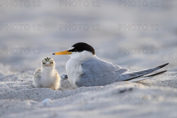 Little tern