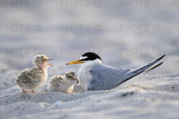 Little tern