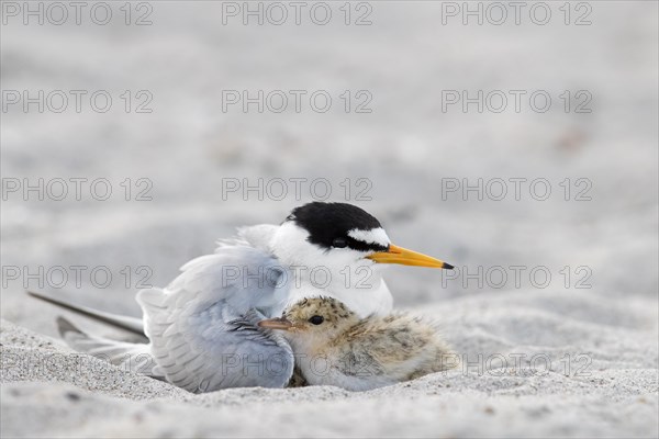 Little tern