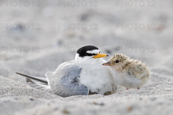 Little tern