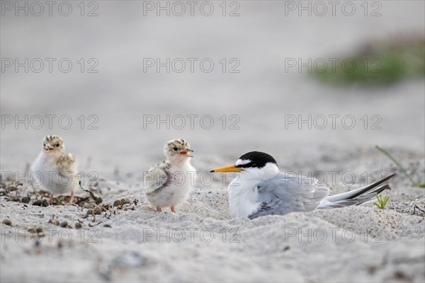 Little tern