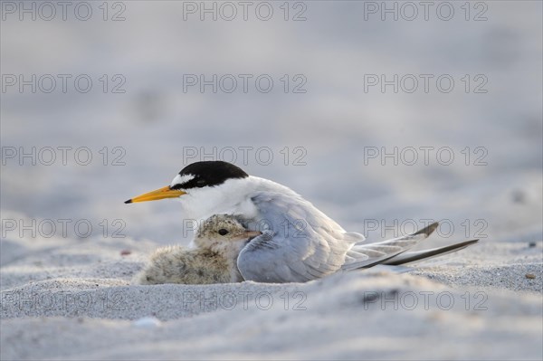 Little tern