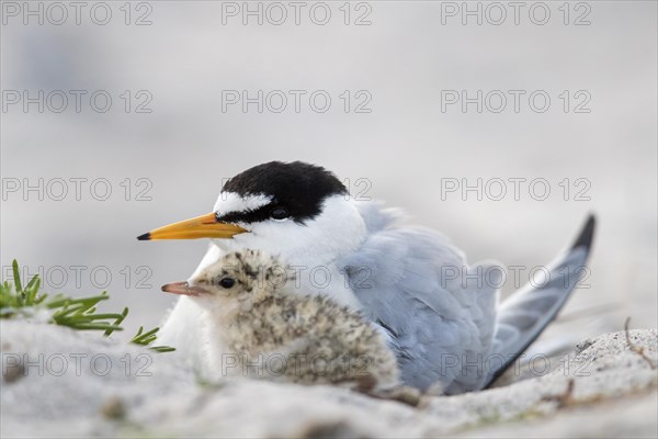 Little tern