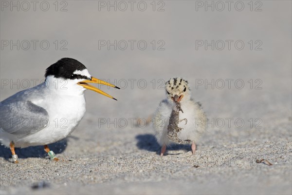 Ringed little tern