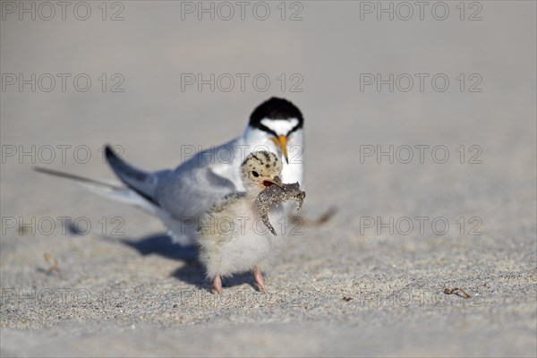 Little tern