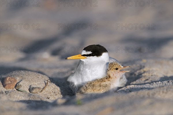 Little tern