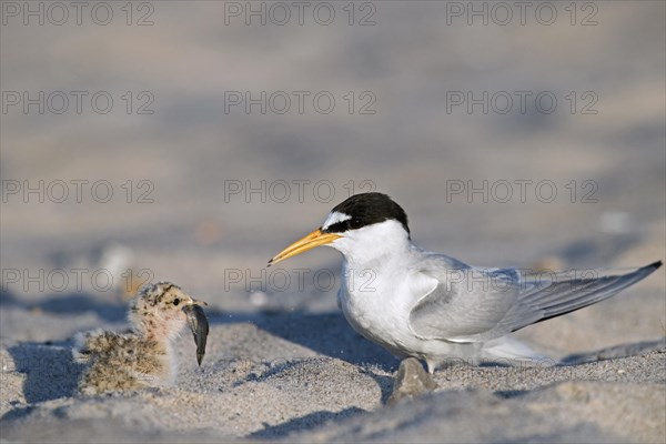 Little tern