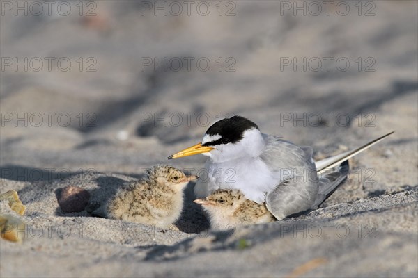 Little tern