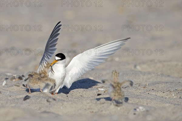 Little tern