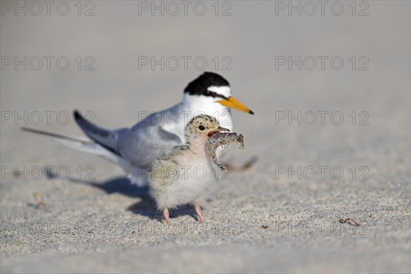 Little tern