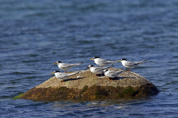 Little Tern