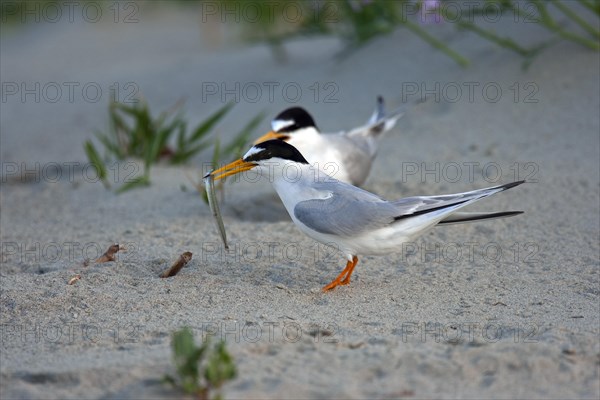 Little tern