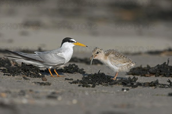 Little tern