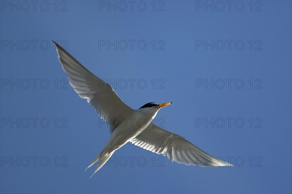 Little tern