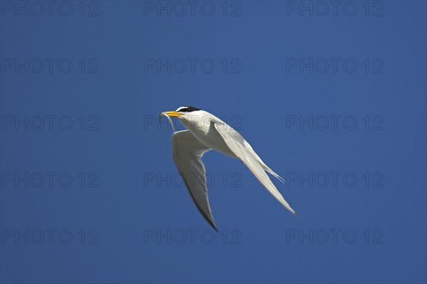 Little tern