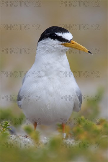 Little tern