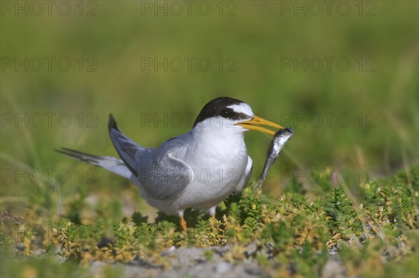 Little tern