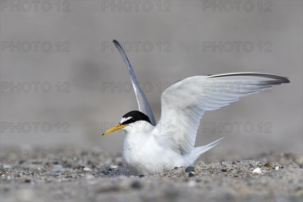 Little tern